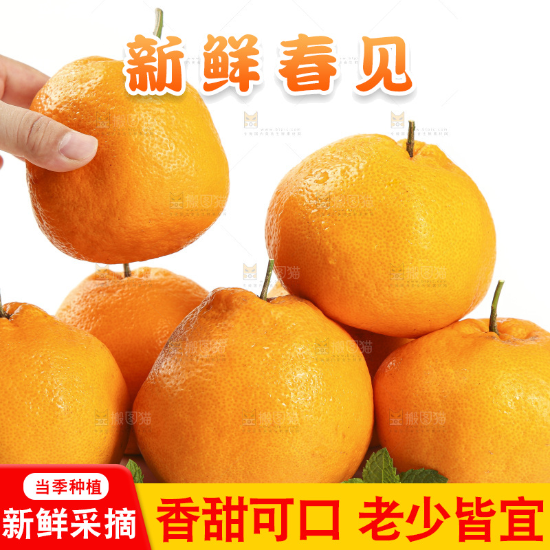 白底上放着一堆春见耙耙柑