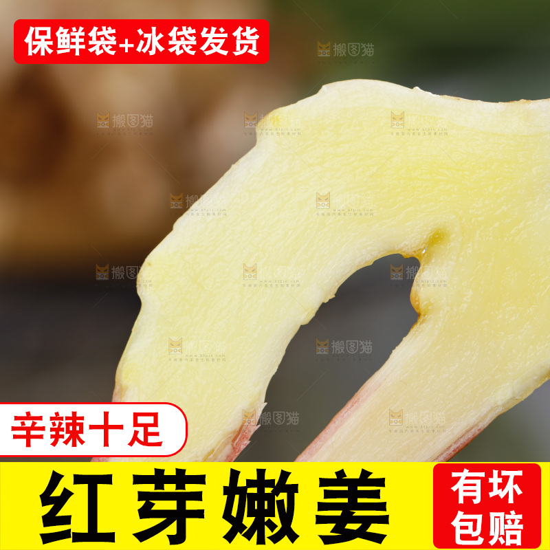 手里拿着山东红芽生姜