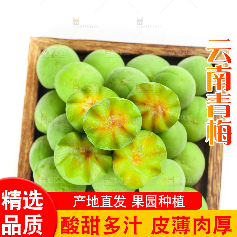 白底上的诏安青梅