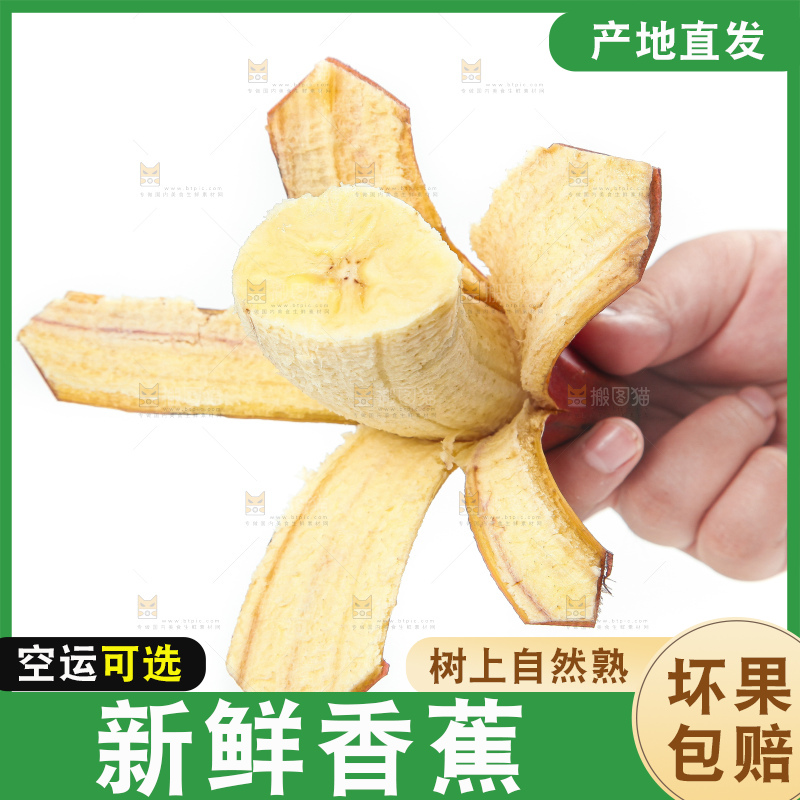 白底上的红皮美人蕉