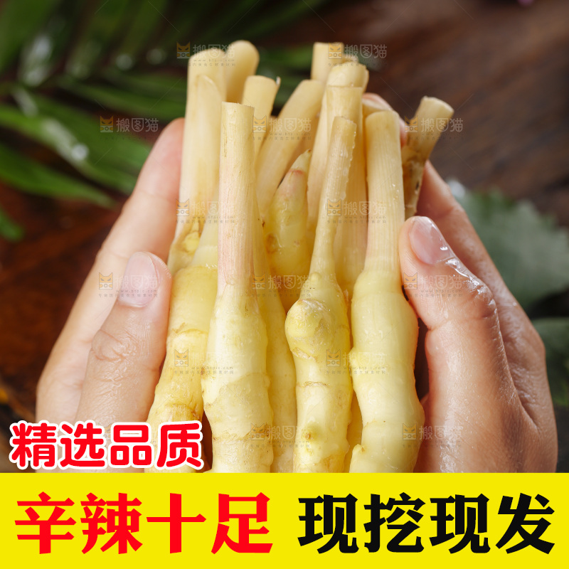 手里拿着四川生姜