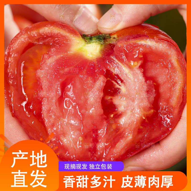手里拿着米易沙瓤西红柿
