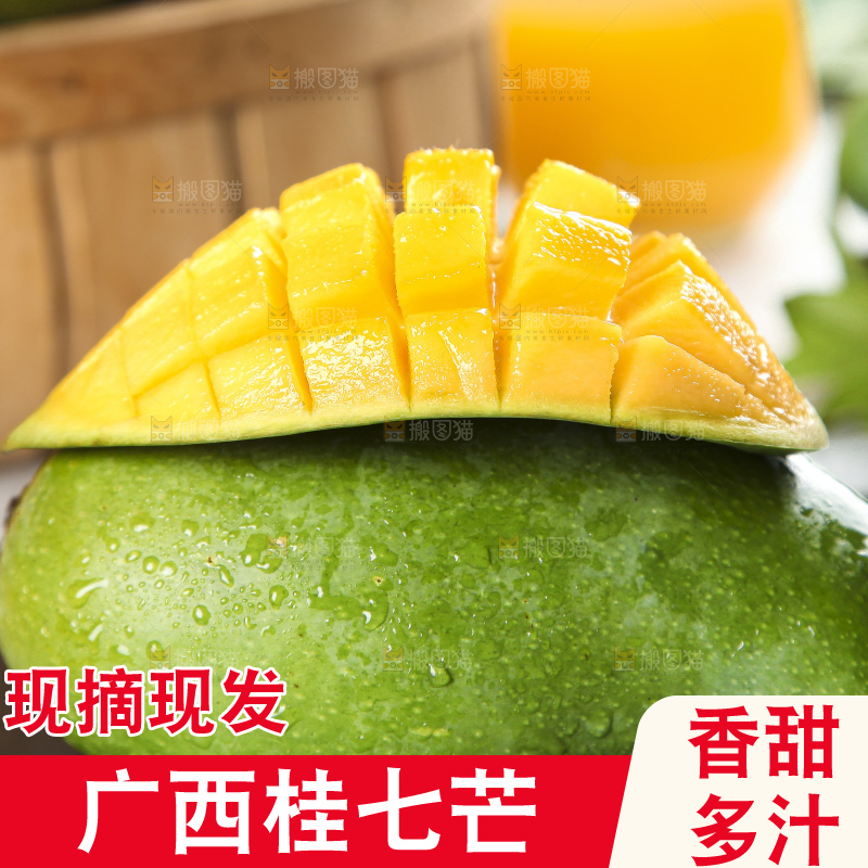 石板上的青皮桂七芒