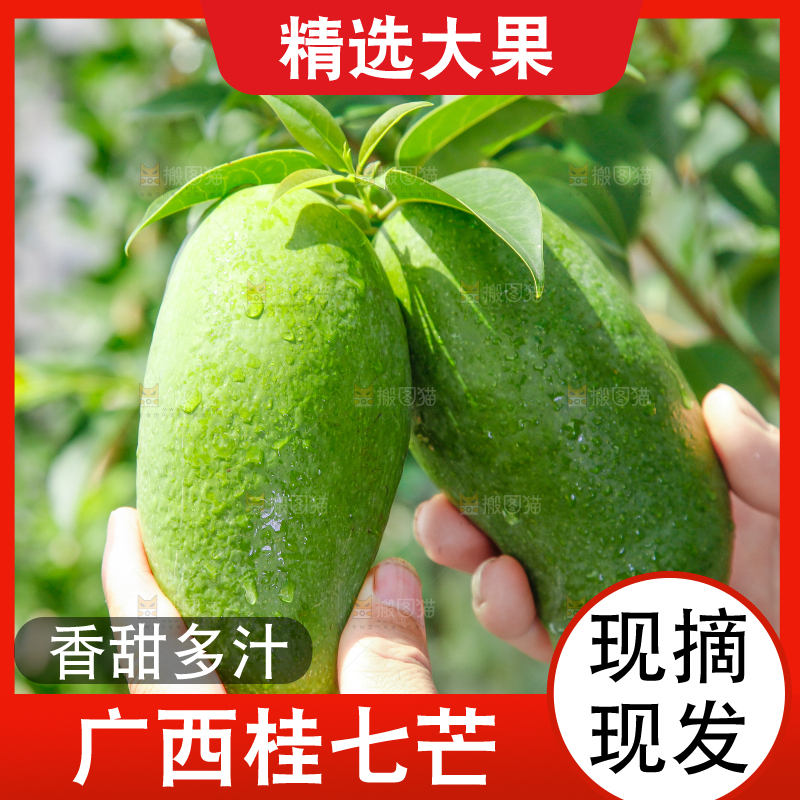 手上拿着田东桂七青芒