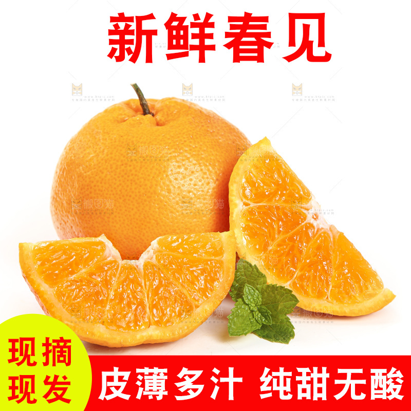 白底上放着一堆春见耙耙柑