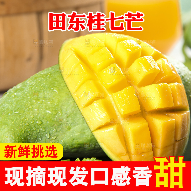 石板上的青皮桂七芒