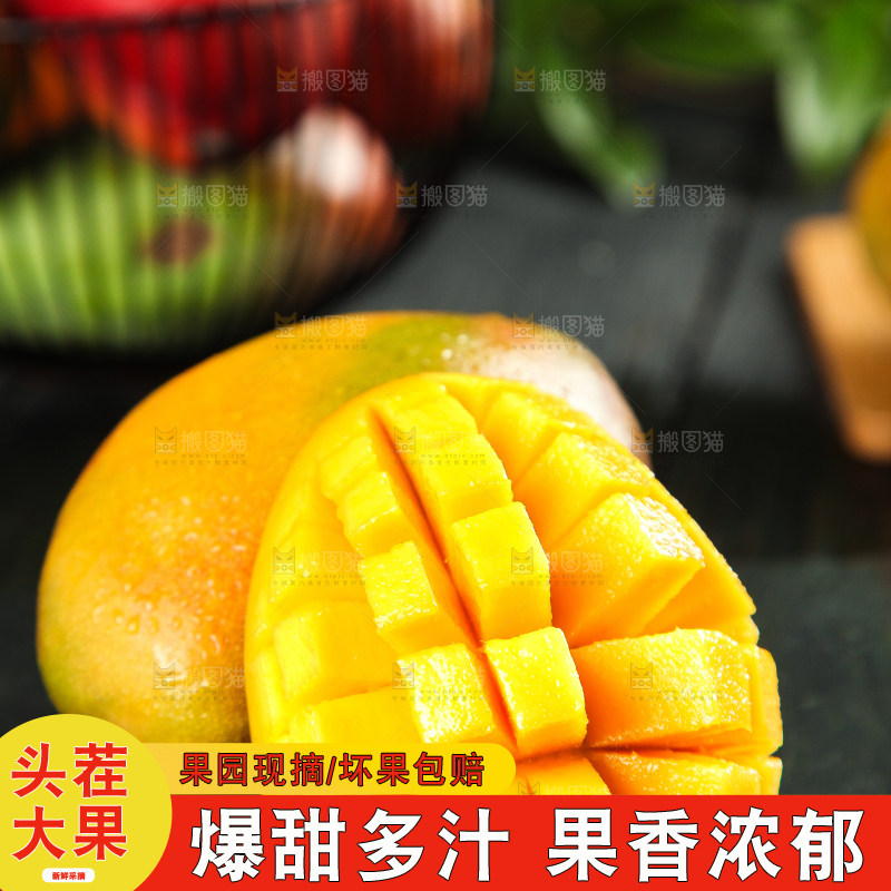 黑石板上的四川吉禄芒