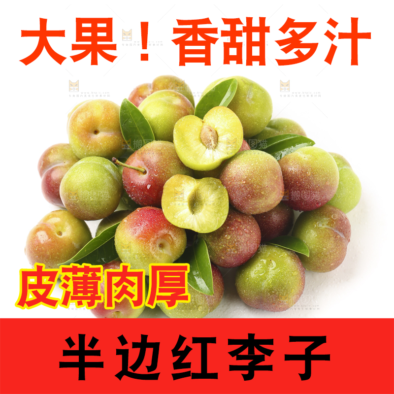 白底上的四川茵红脱骨李