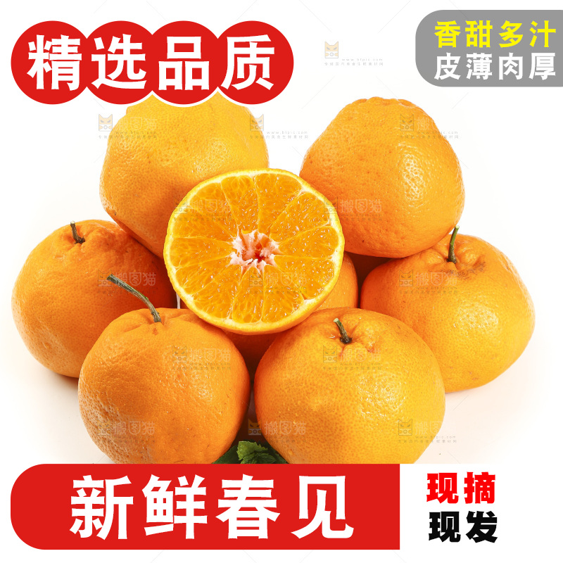 白底上放着一堆春见耙耙柑