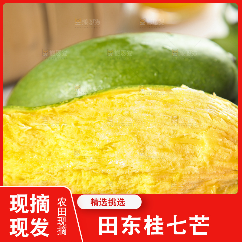石板上的青皮桂七芒