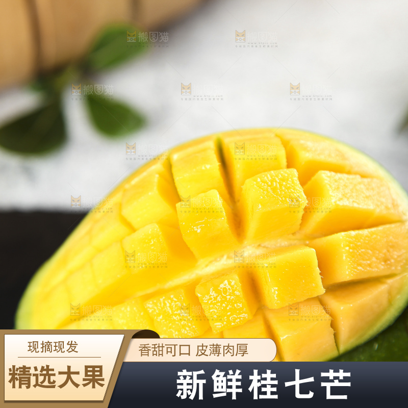 石板上的青皮桂七芒