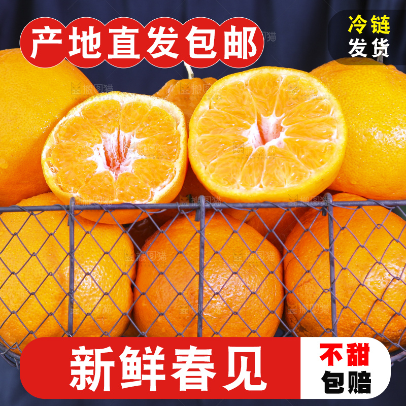 草地上放着一筐四川春见耙耙柑