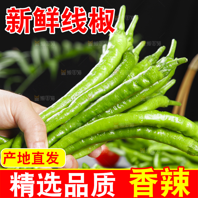 手里拿着青线椒