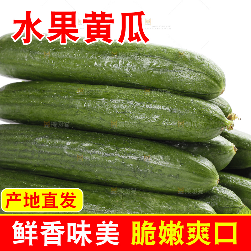 白底上的山东水果黄瓜