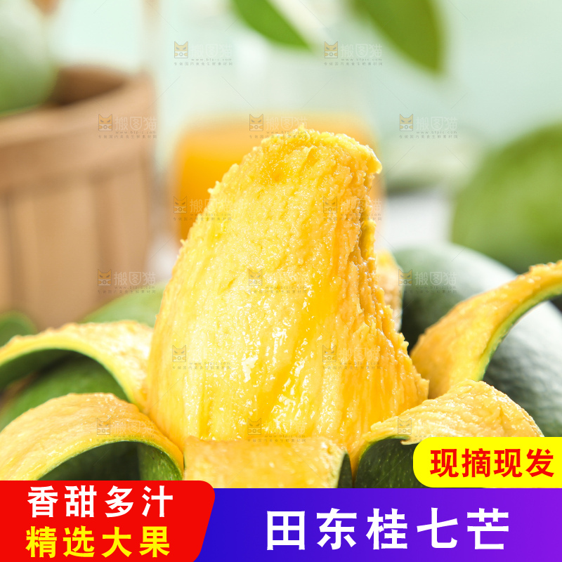 石板上的青皮桂七芒