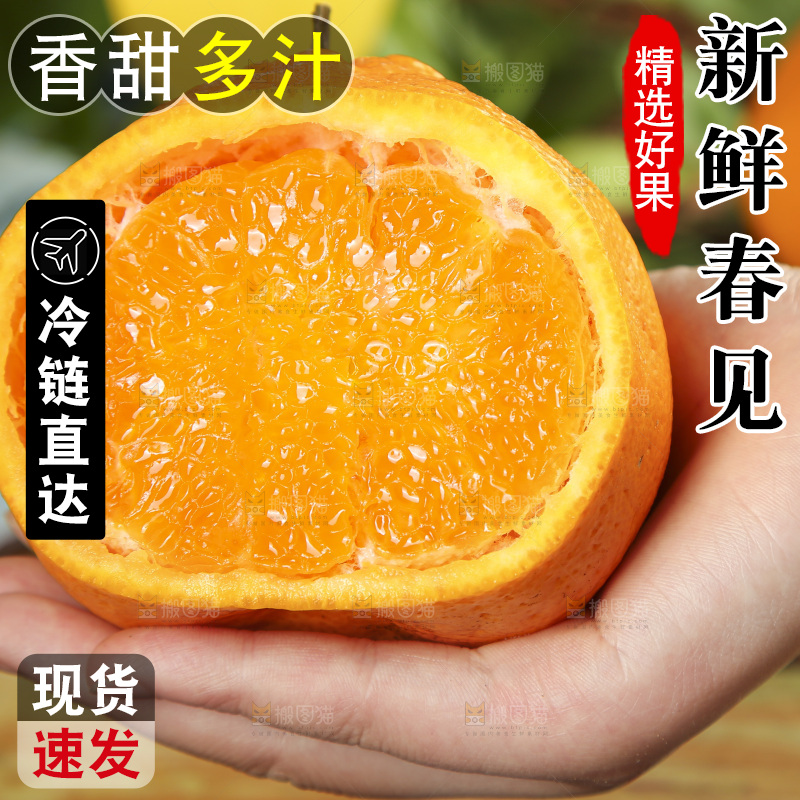 手里拿着四川耙耙柑