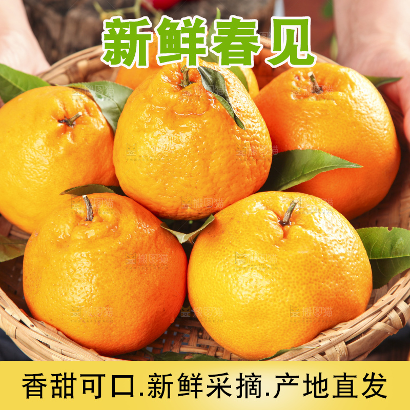 篮子里装着一堆四川春见耙耙柑