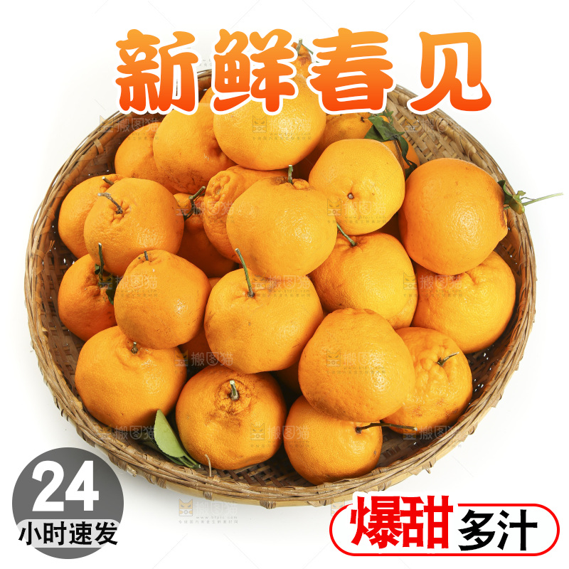 白底上放着一堆春见耙耙柑