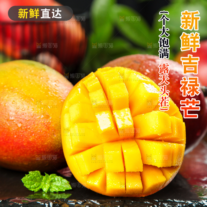 黑石板上的四川吉禄芒