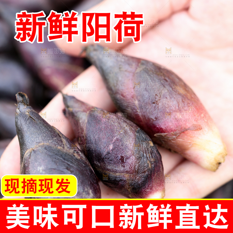 手里拿着阳荷姜