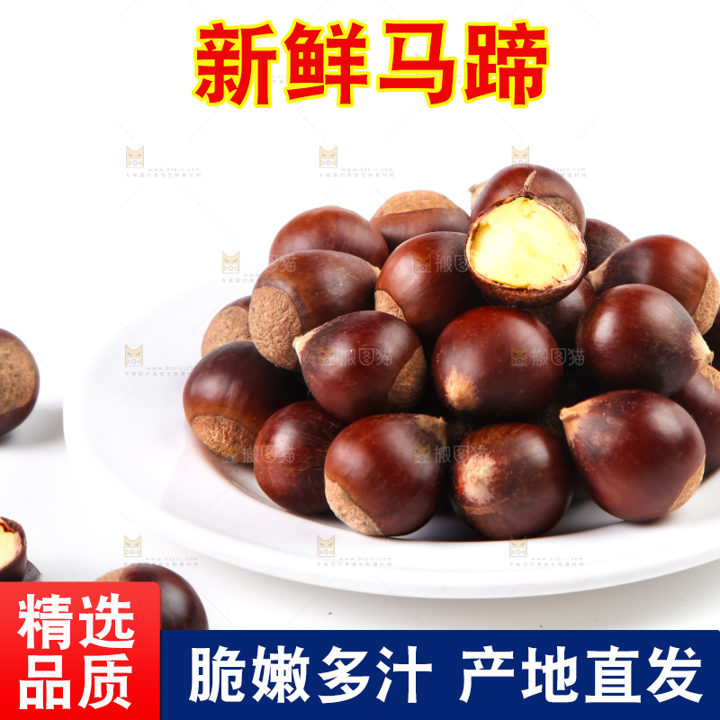 浅底上的马蹄果