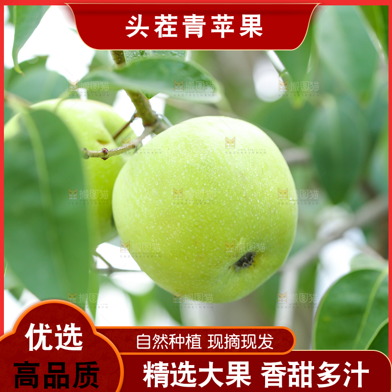 树枝上的青苹果