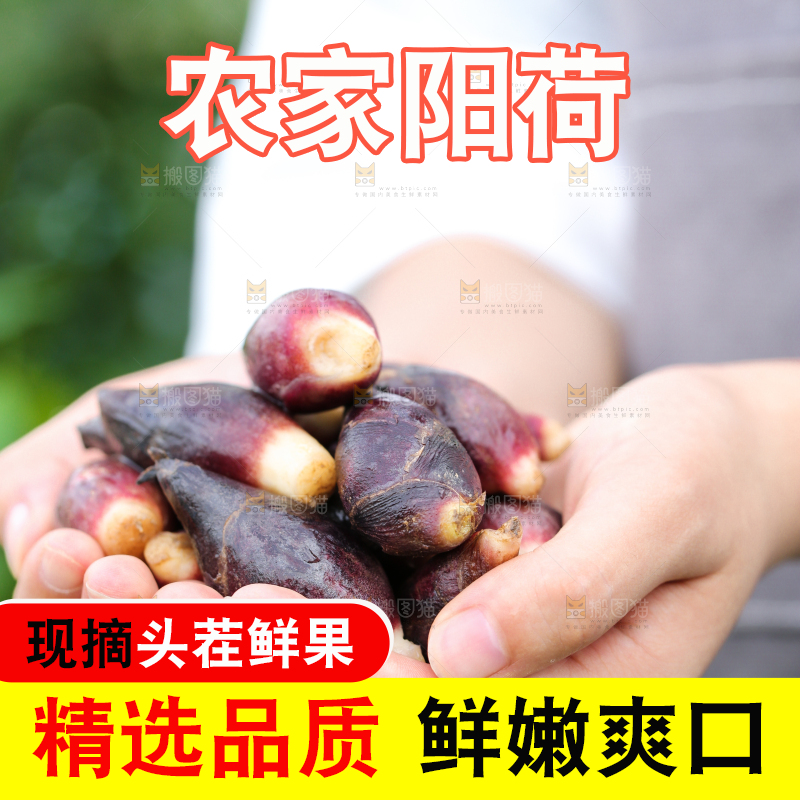手里捧着阳荷姜