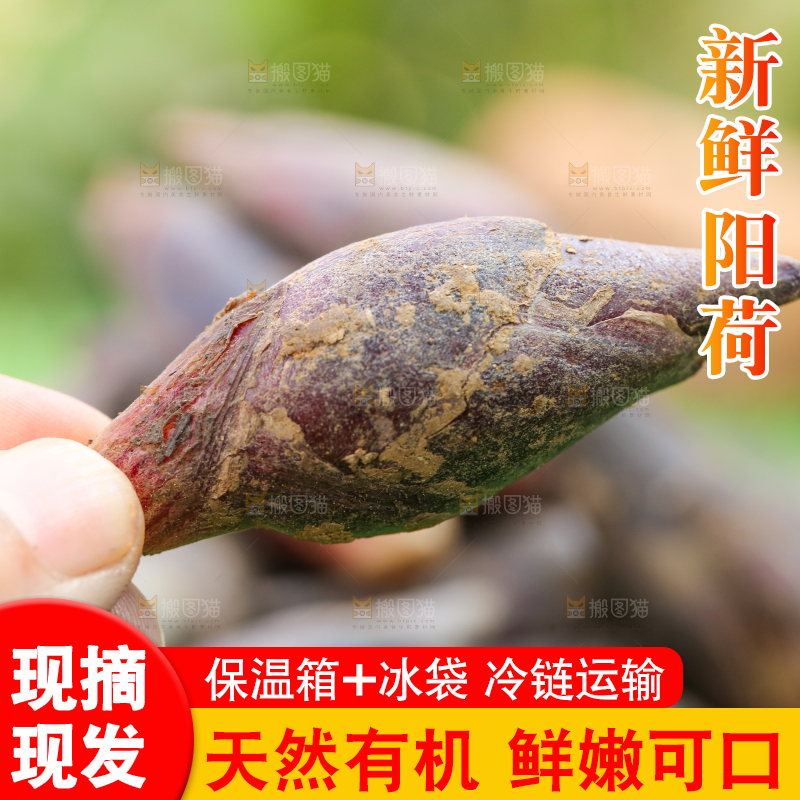 手里拿着洋荷姜