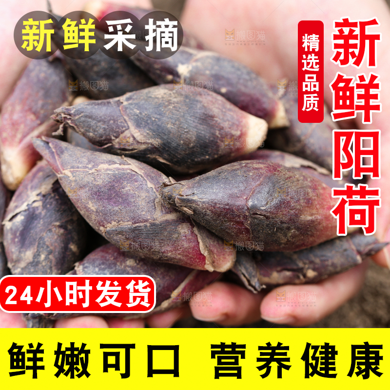 手里捧着阳荷姜