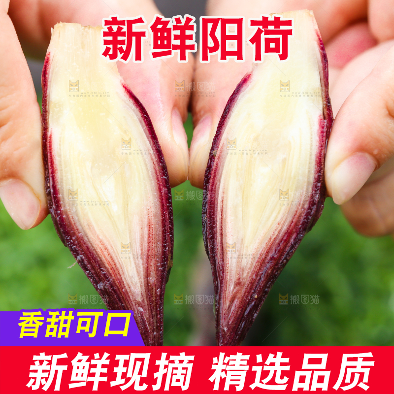 手里拿着新鲜阳荷姜