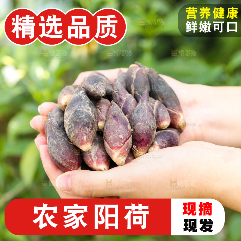 手里捧着阳荷姜
