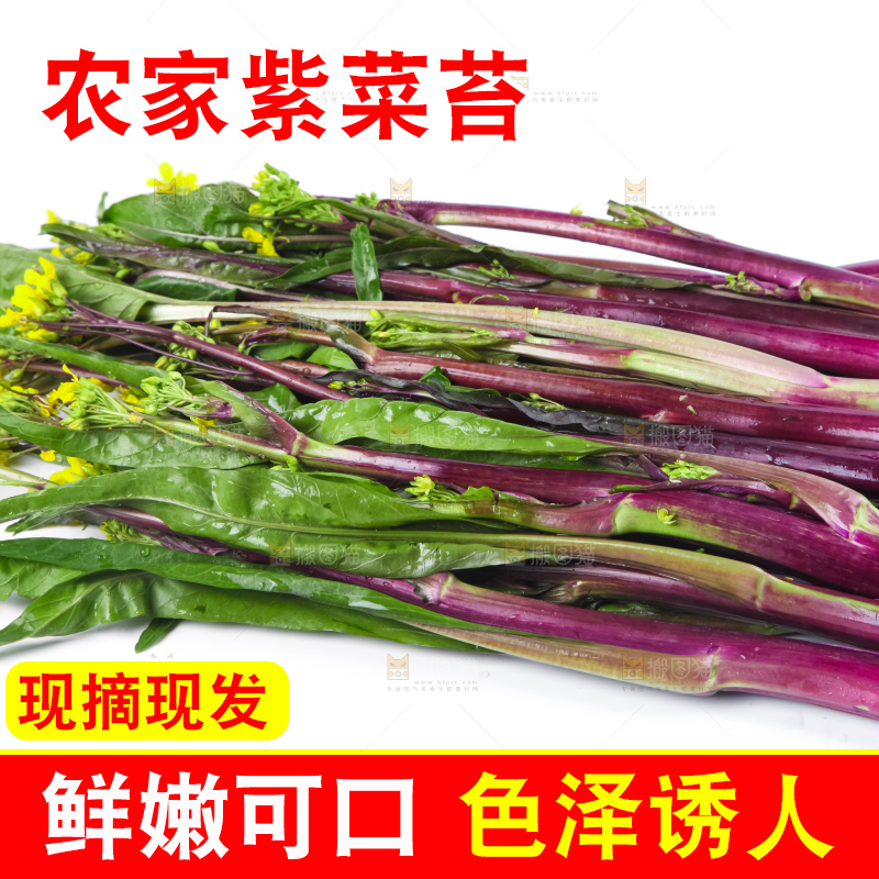 白底上的紫菜苔