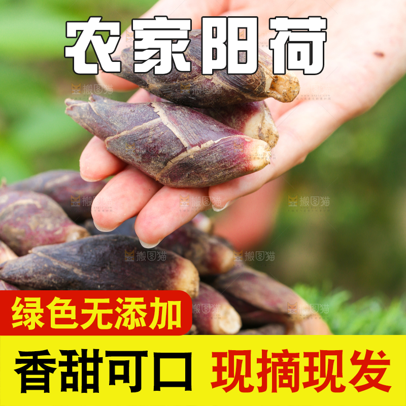 手里拿着阳荷