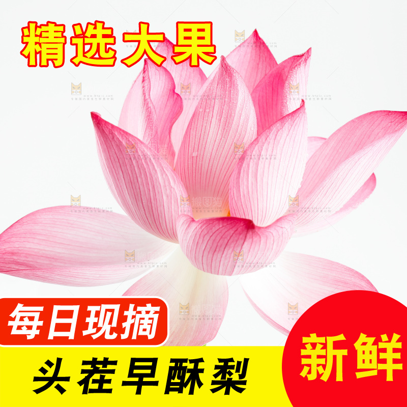 白底上摆放着莲花