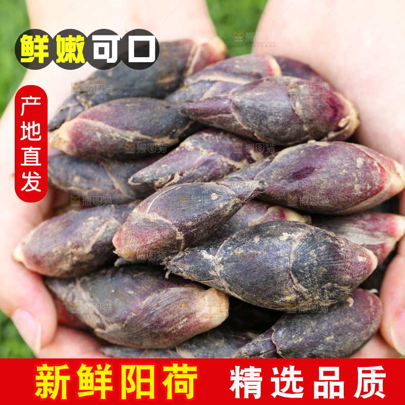 手里捧着阳荷姜