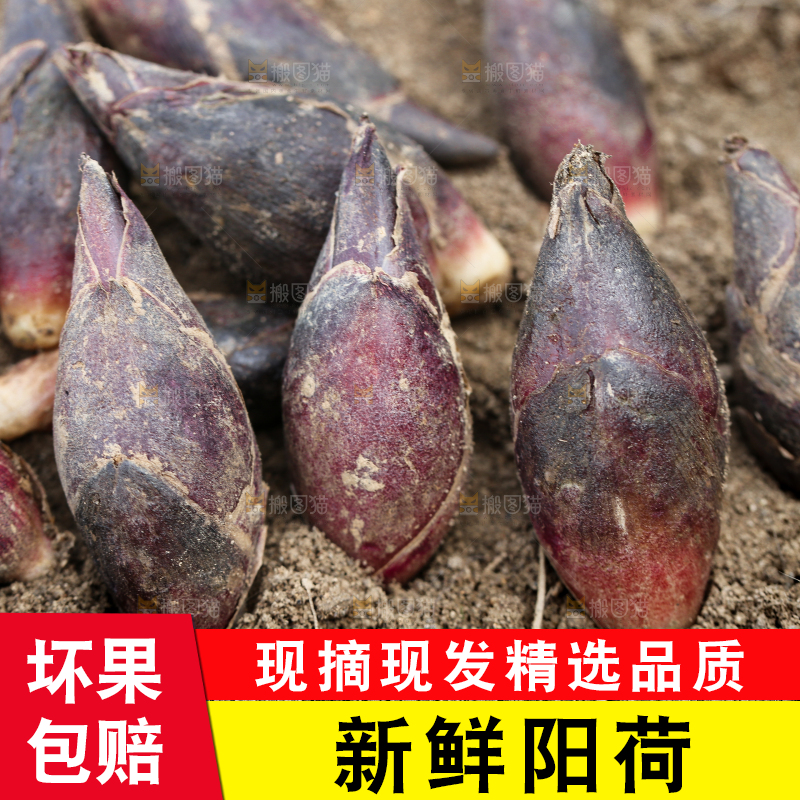 土堆上的阳荷姜