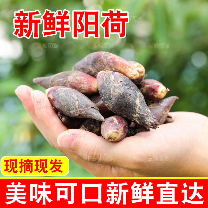 手里捧着阳荷姜