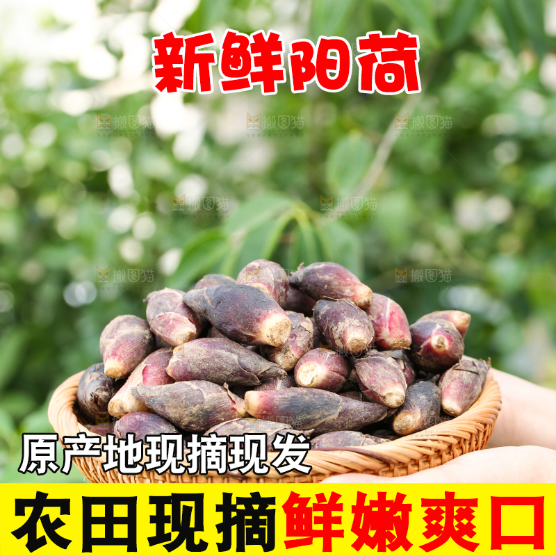 手里端着一篮贵州新鲜阳荷