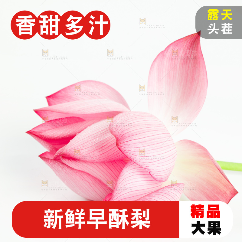 白底上摆放着莲花