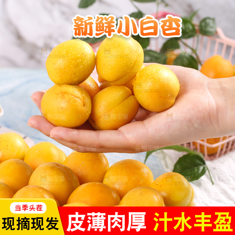 手里捧着山东小白杏