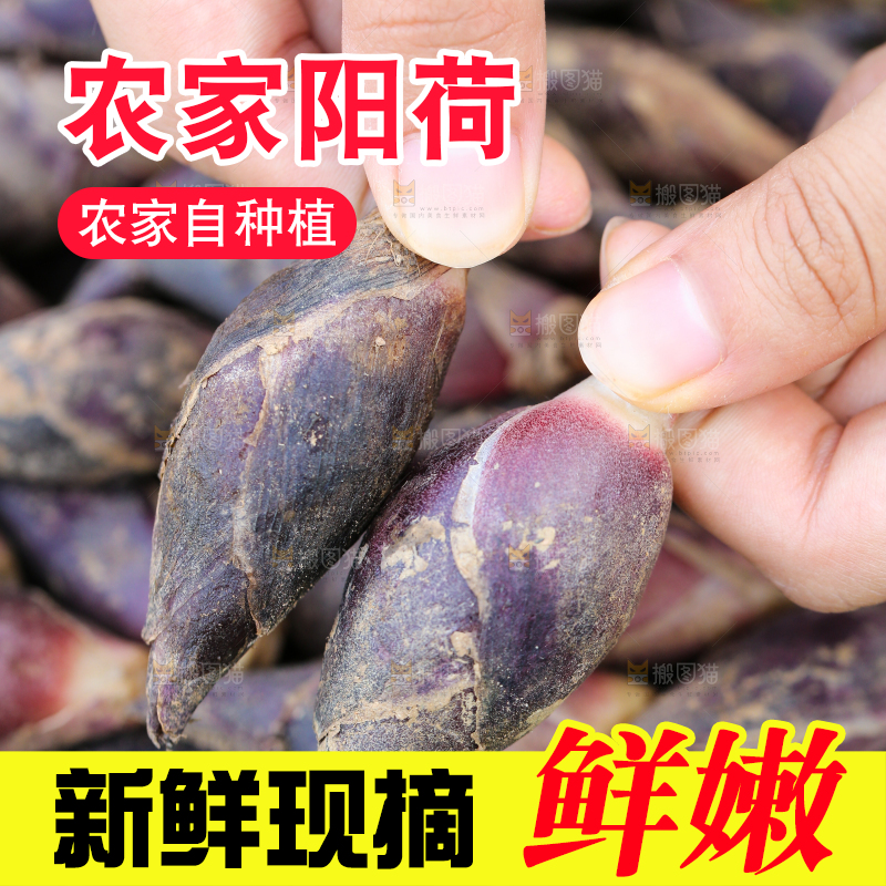 手里拿着野生阳荷姜