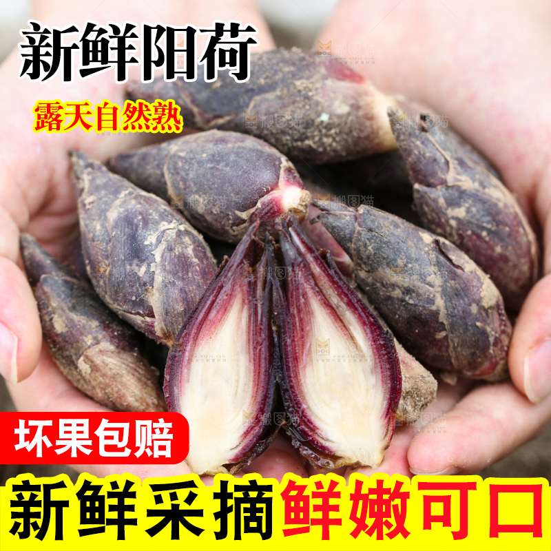 手里捧着阳荷