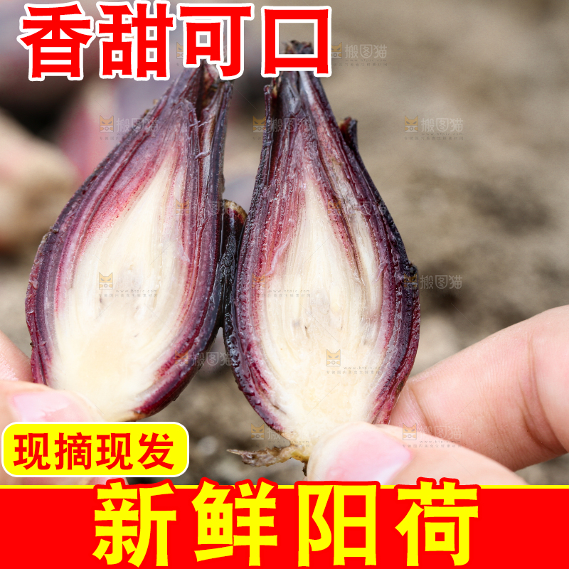 手里拿着新鲜阳荷姜
