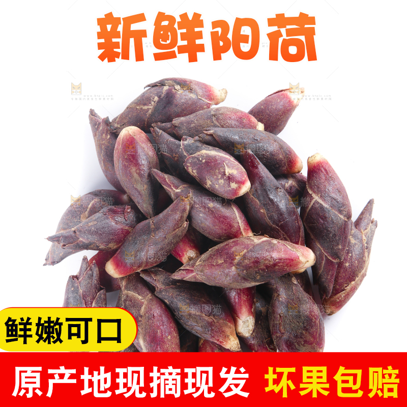 白底上摆放着阳荷姜