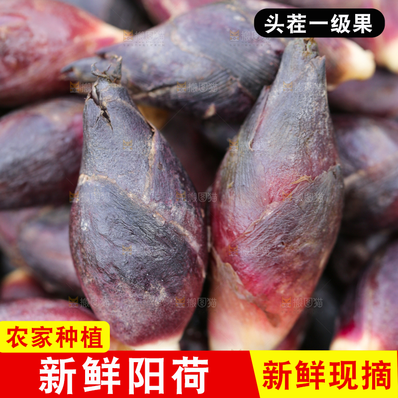 堆放着一堆的阳荷姜