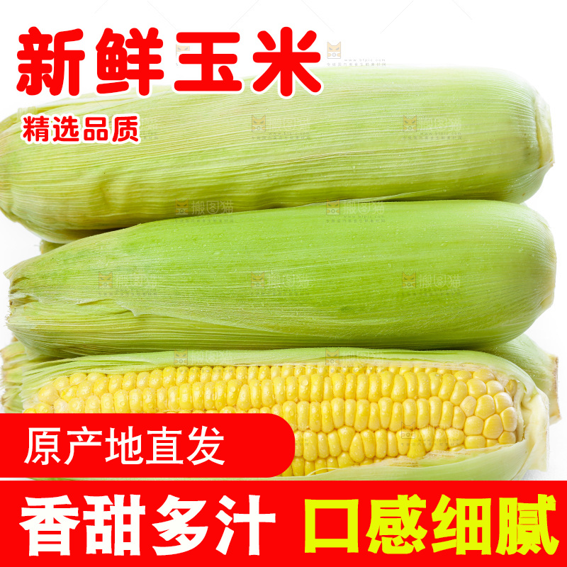 白底上放着新鲜玉米