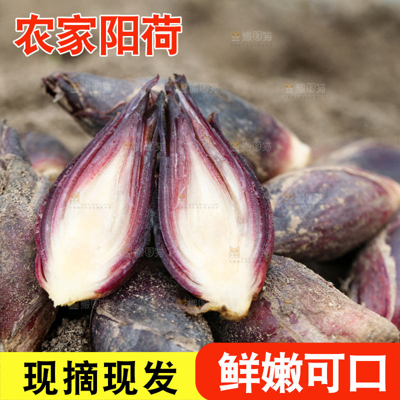 土堆上的阳荷姜