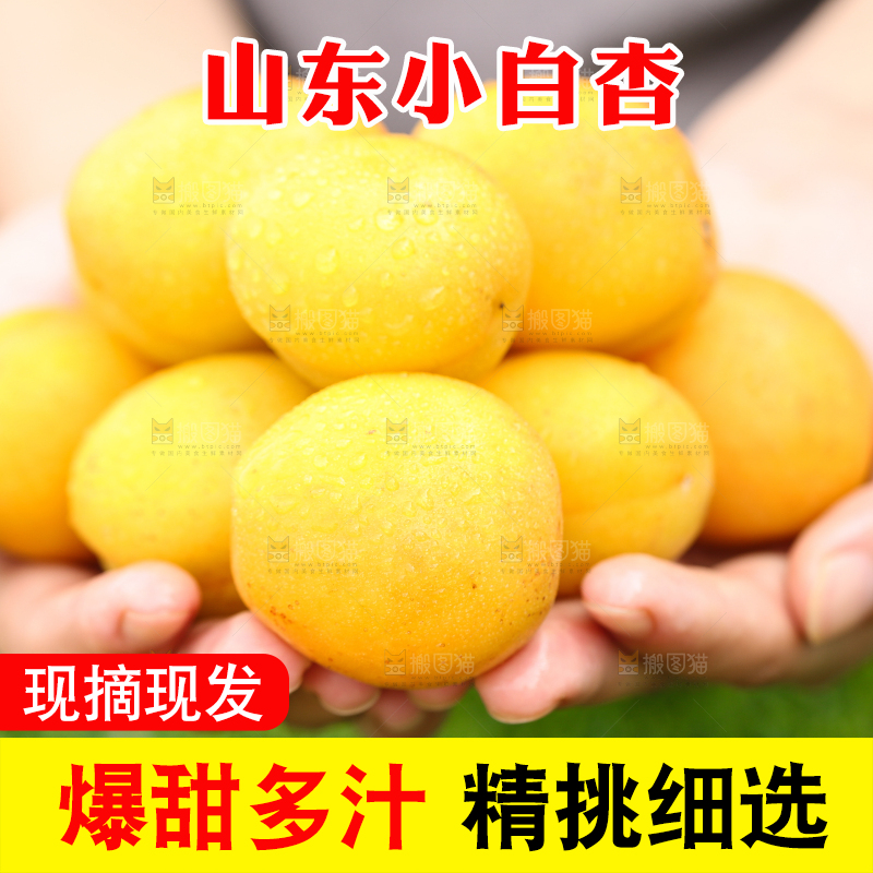 手里捧着山东小白杏