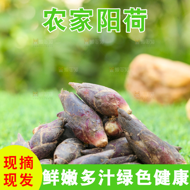 绿草地上摆放着阳荷