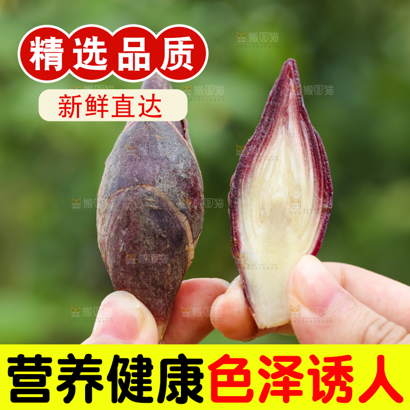 手里拿着新鲜阳荷姜